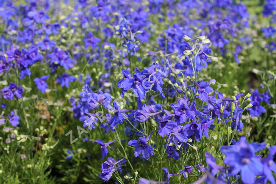 Ostrožka velkokvětá 'Summer Nights' - Delphinium grandiflorum 'Summer Nights'