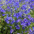 Ostrožka velkokvětá 'Summer Nights' - Delphinium grandiflorum 'Summer Nights'
