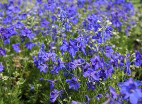 Ostrožka velkokvětá 'Summer Nights' - Delphinium grandiflorum 'Summer Nights'