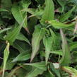 Rdesno objímavé 'White Eastfield' - Bistorta amplexicaulis 'White Eastfield'