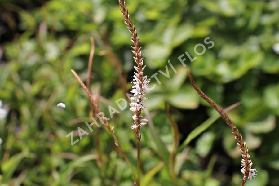 Rdesno objímavé 'White Eastfield' - Bistorta amplexicaulis 'White Eastfield'