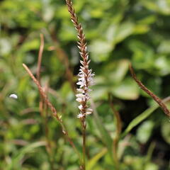 Rdesno objímavé 'White Eastfield' - Bistorta amplexicaulis 'White Eastfield'