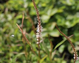 Rdesno objímavé 'White Eastfield'