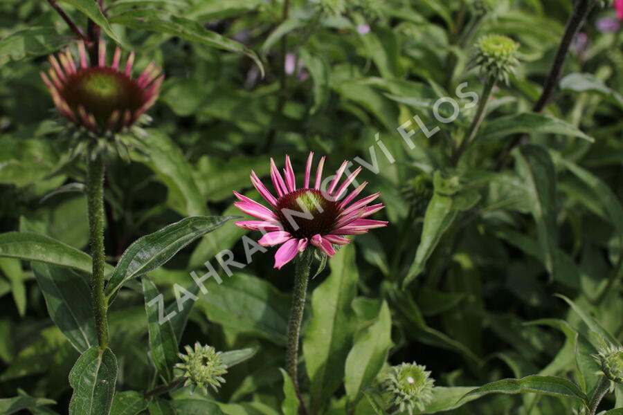 Třapatkovka nachová 'PollyNation Magenta' - Echinacea purpurea 'PollyNation Magenta'