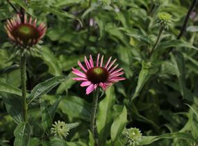 Třapatkovka nachová 'PollyNation Magenta' - Echinacea purpurea 'PollyNation Magenta'