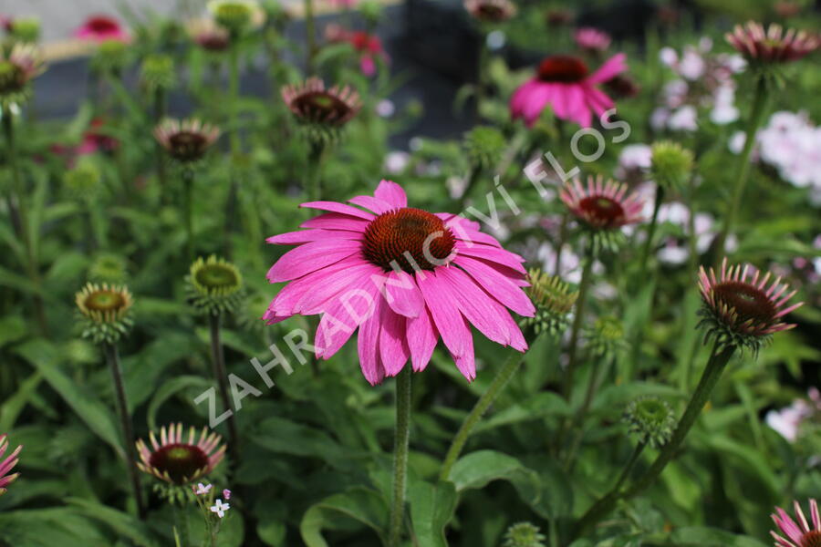 Třapatkovka nachová 'PollyNation Magenta' - Echinacea purpurea 'PollyNation Magenta'