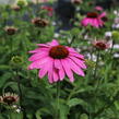 Třapatkovka nachová 'PollyNation Magenta' - Echinacea purpurea 'PollyNation Magenta'