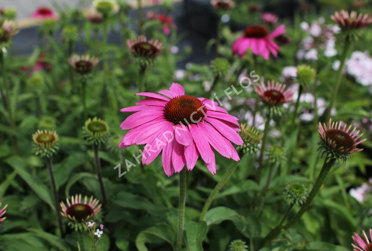 Třapatkovka nachová 'PollyNation Magenta' - Echinacea purpurea 'PollyNation Magenta'