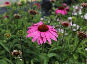 Třapatkovka nachová 'PollyNation Magenta' - Echinacea purpurea 'PollyNation Magenta'
