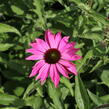 Třapatkovka nachová 'PollyNation Magenta' - Echinacea purpurea 'PollyNation Magenta'