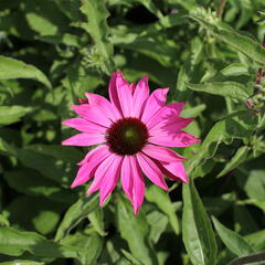 Třapatkovka nachová 'PollyNation Magenta' - Echinacea purpurea 'PollyNation Magenta'