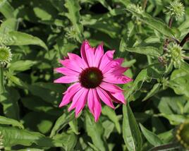 Třapatkovka nachová 'PollyNation Magenta'