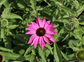 Třapatkovka nachová 'PollyNation Magenta' - Echinacea purpurea 'PollyNation Magenta'
