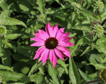 Třapatkovka nachová 'PollyNation Magenta'