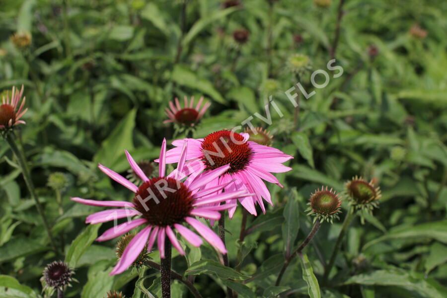 Třapatkovka nachová 'Feeling Pink' - Echinacea purpurea 'Feeling Pink'