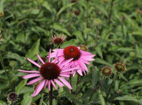 Třapatkovka nachová 'Feeling Pink' - Echinacea purpurea 'Feeling Pink'