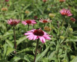 Třapatkovka nachová 'Feeling Pink'