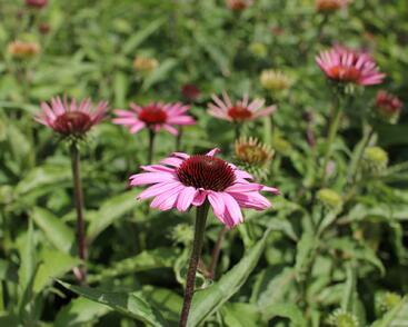 Třapatkovka nachová 'Feeling Pink'