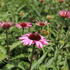Echinacea purpurea 'Feeling Pink'.JPG