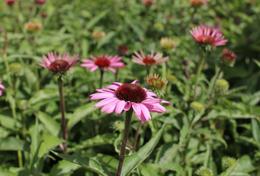 Třapatkovka nachová 'Feeling Pink' - Echinacea purpurea 'Feeling Pink'