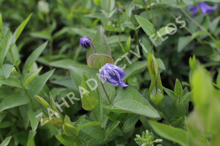 Plamének celolistý - Clematis integrifolia