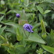 Plamének celolistý - Clematis integrifolia