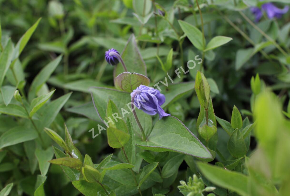 Plamének celolistý - Clematis integrifolia