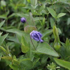 Plamének celolistý - Clematis integrifolia