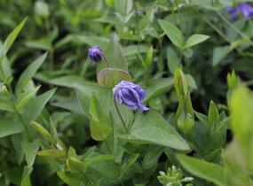 Plamének celolistý - Clematis integrifolia