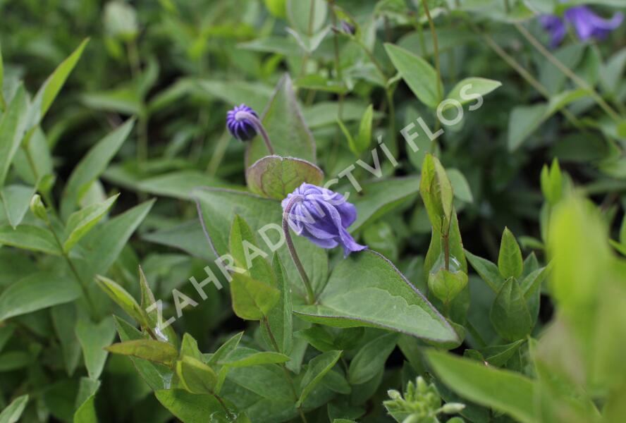 Plamének celolistý - Clematis integrifolia