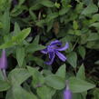 Plamének celolistý - Clematis integrifolia