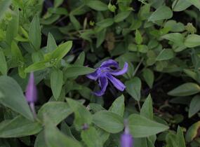 Plamének celolistý - Clematis integrifolia