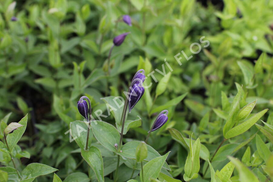 Plamének celolistý - Clematis integrifolia