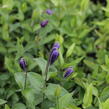 Plamének celolistý - Clematis integrifolia