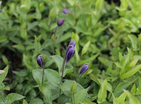 Plamének celolistý - Clematis integrifolia