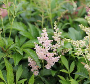 Čechrava Arendsova 'Astary Pink Shades' - Astilbe arendsii 'Astary Pink Shades'
