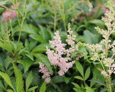 Čechrava Arendsova 'Astary Pink Shades'