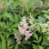 Astilbe arendsii 'Astary Pink Shades'_01.JPG