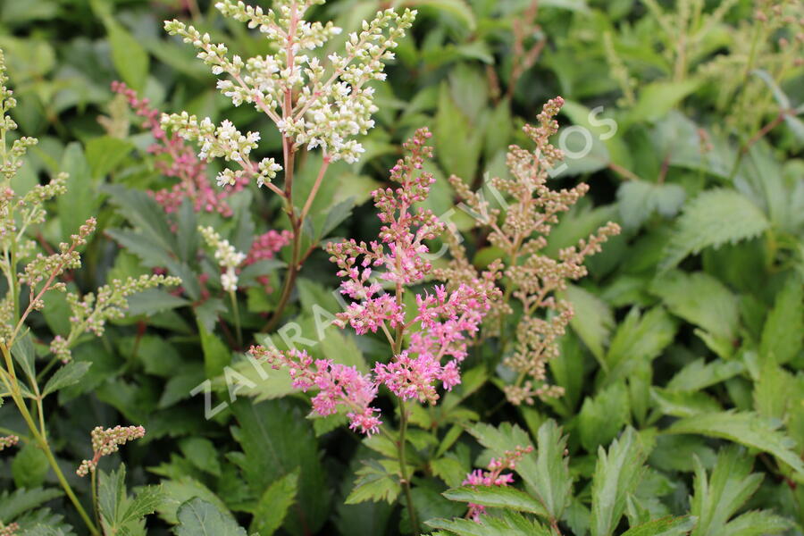 Čechrava Arendsova 'Astary Pink Shades' - Astilbe arendsii 'Astary Pink Shades'