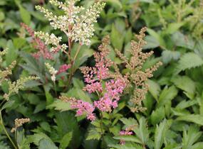 Čechrava Arendsova 'Astary Pink Shades' - Astilbe arendsii 'Astary Pink Shades'
