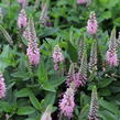 Rozrazil 'Candela Pink' - Veronica 'Candela Pink'