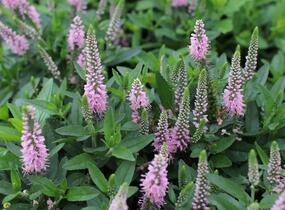 Rozrazil klasnatý 'Candela Pink' - Veronica spicata 'Candela Pink'