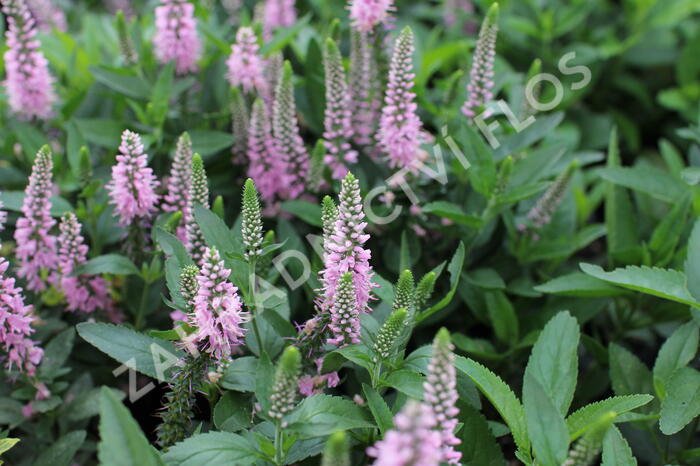 Rozrazil 'Candela Pink' - Veronica 'Candela Pink'