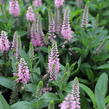 Rozrazil 'Candela Pink' - Veronica 'Candela Pink'