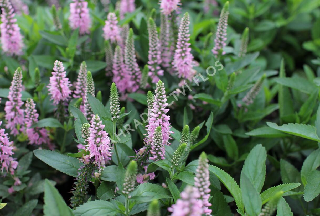 Rozrazil klasnatý 'Candela Pink' - Veronica spicata 'Candela Pink'