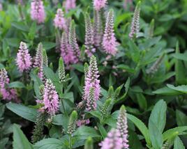 Rozrazil klasnatý 'Candela Pink'