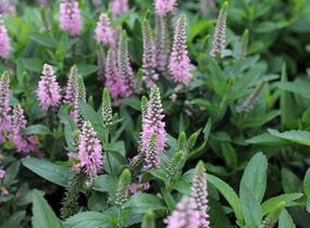 Rozrazil klasnatý 'Candela Pink' - Veronica spicata 'Candela Pink'