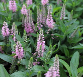Rozrazil 'Candela Pink' - Veronica 'Candela Pink'