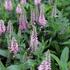 Veronica 'Candela Pink'.JPG