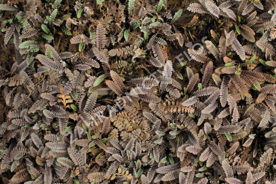 Mechovec - Cotula pusilla